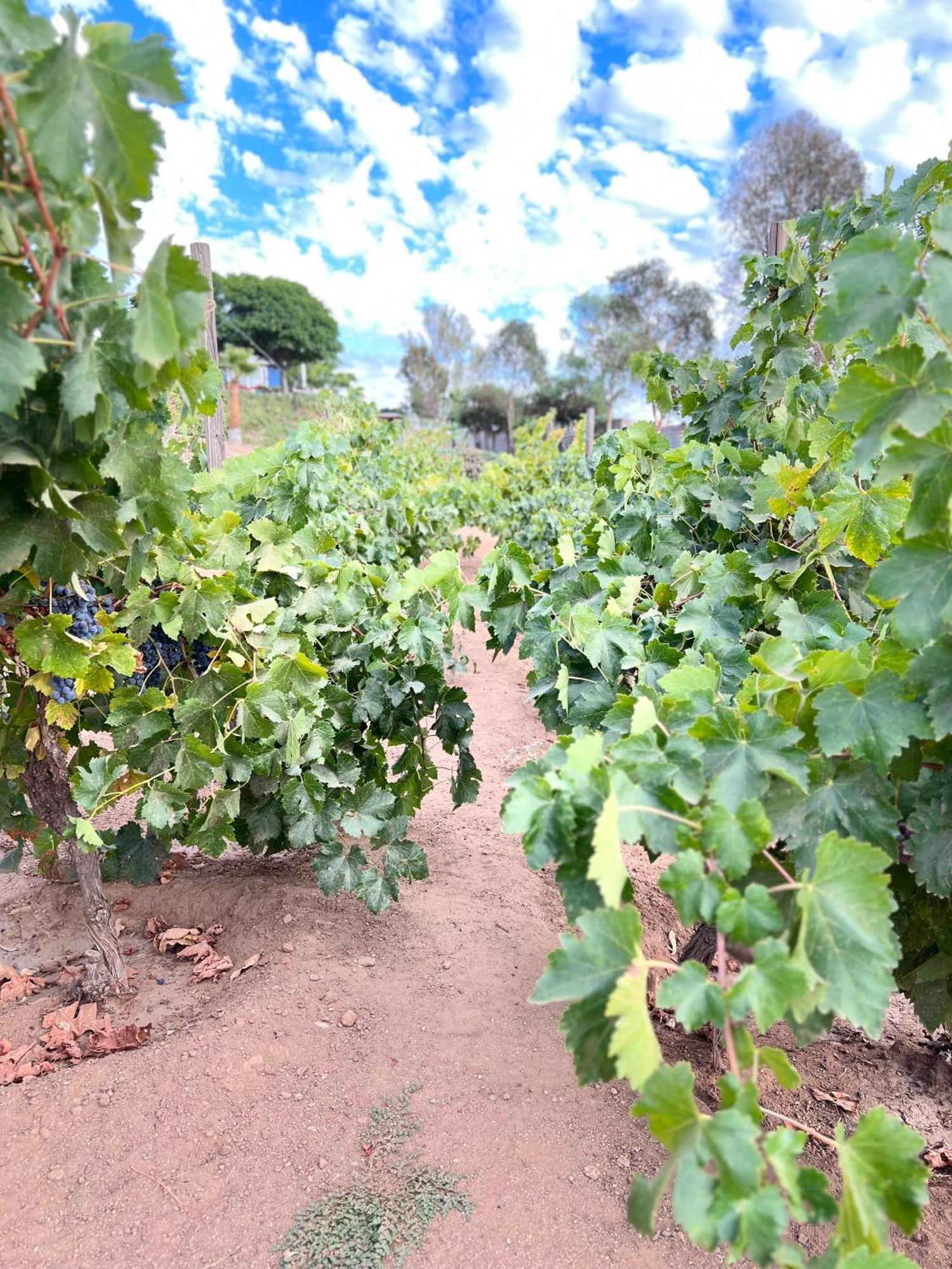 Rancho Matalote En Valle De Guadalupe Εξωτερικό φωτογραφία